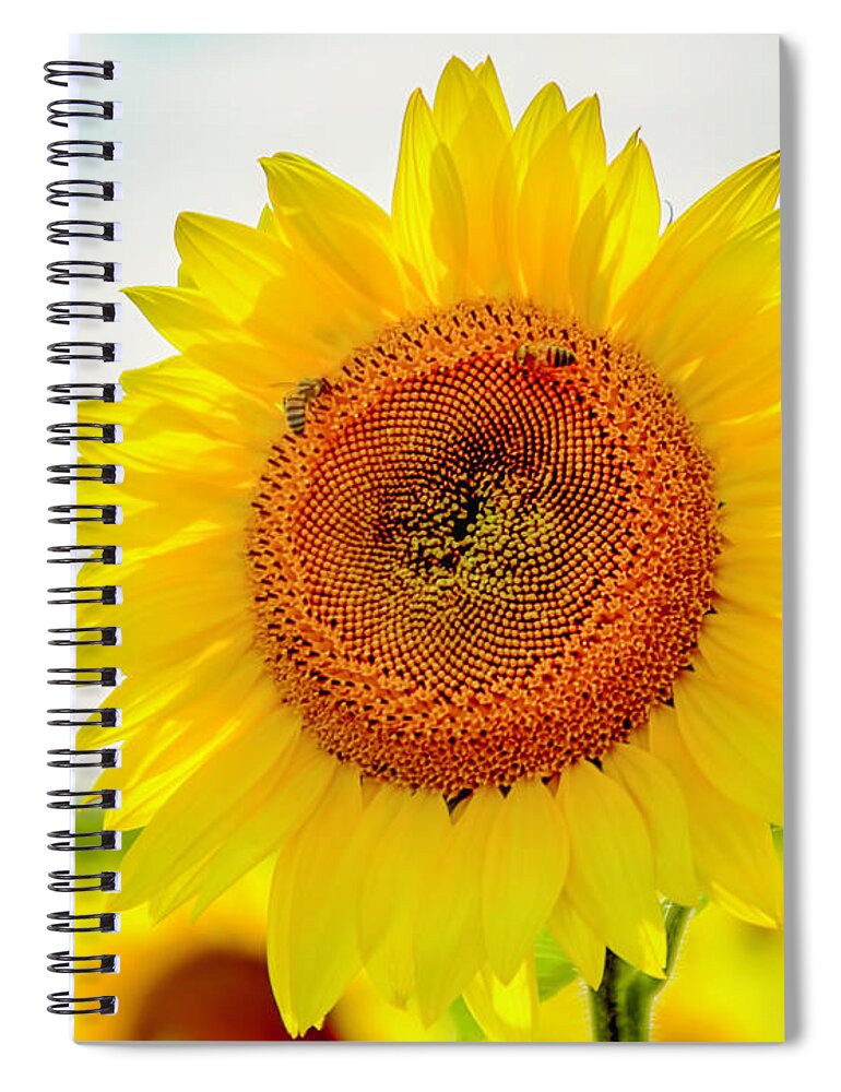 United_states Spiral Notebook featuring the photograph Sun Flowers by LeeAnn McLaneGoetz McLaneGoetzStudioLLCcom