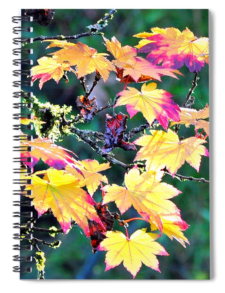 Trees Spiral Notebook featuring the photograph Sun Kissed Maple by Emerita Wheeling