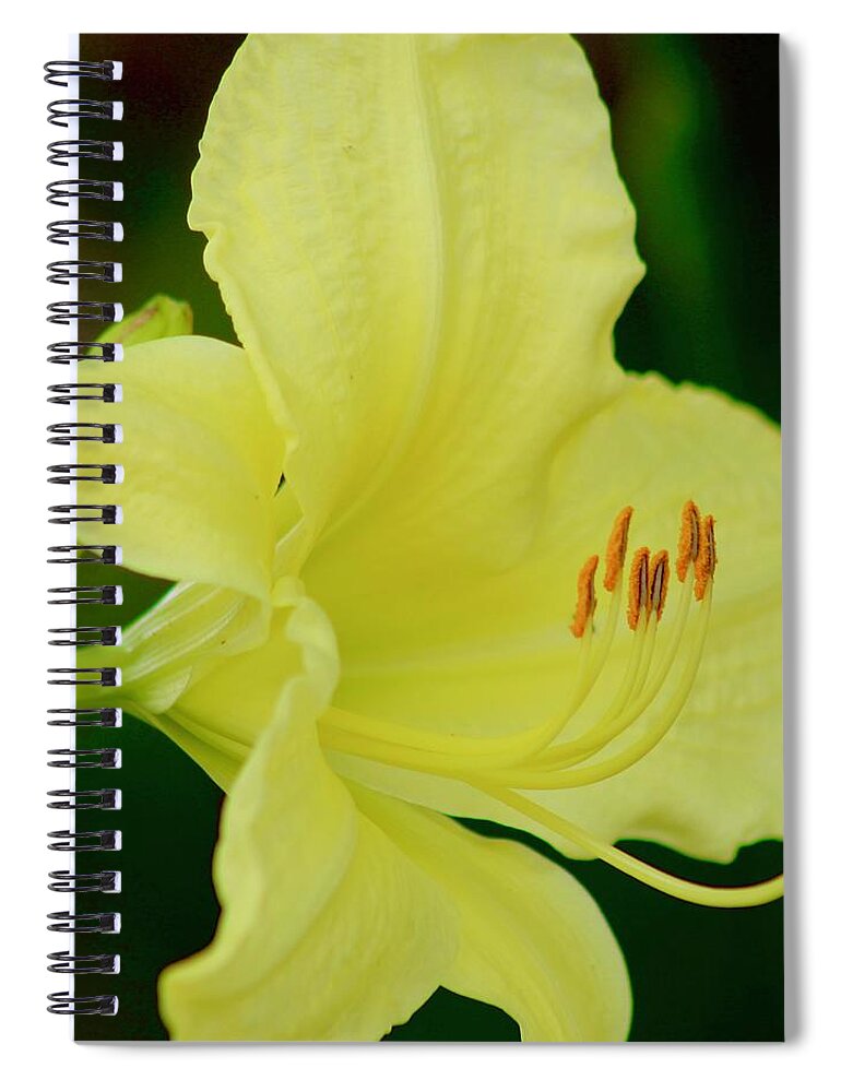 Photograph Spiral Notebook featuring the photograph Sun Licking Yellow Day Lily by M E