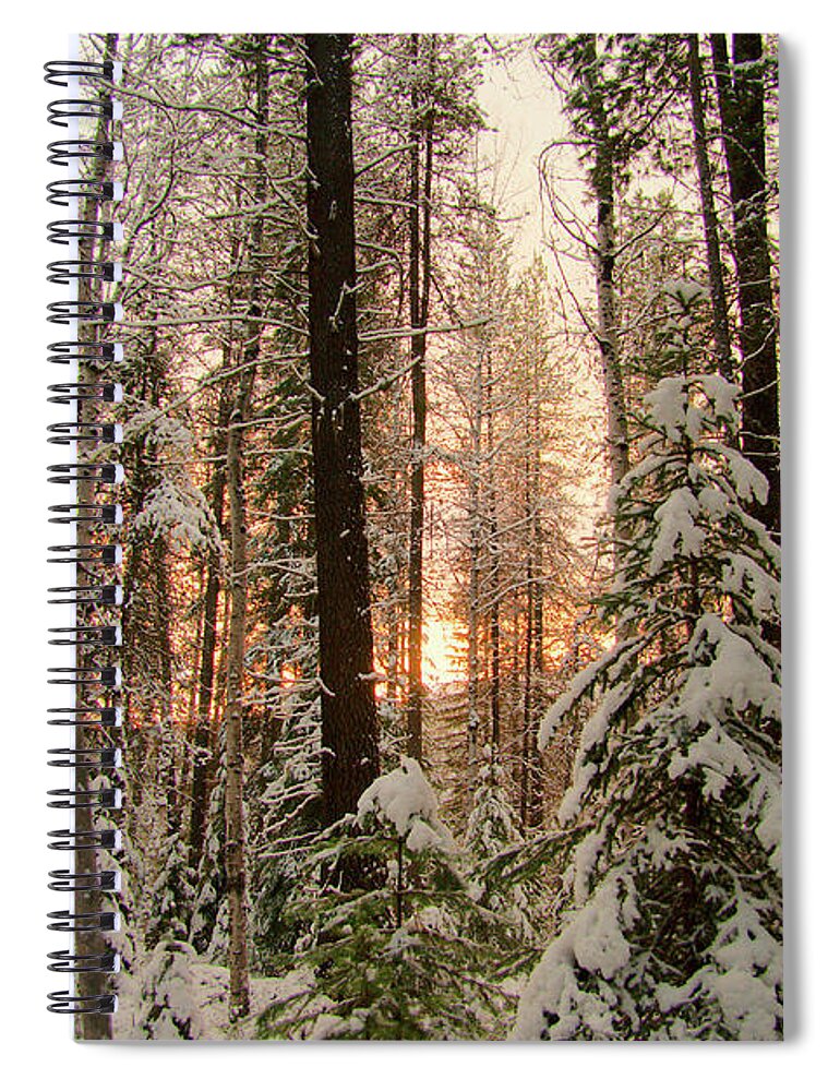 Pine Spiral Notebook featuring the photograph Sun of Winter Trees by Troy Stapek