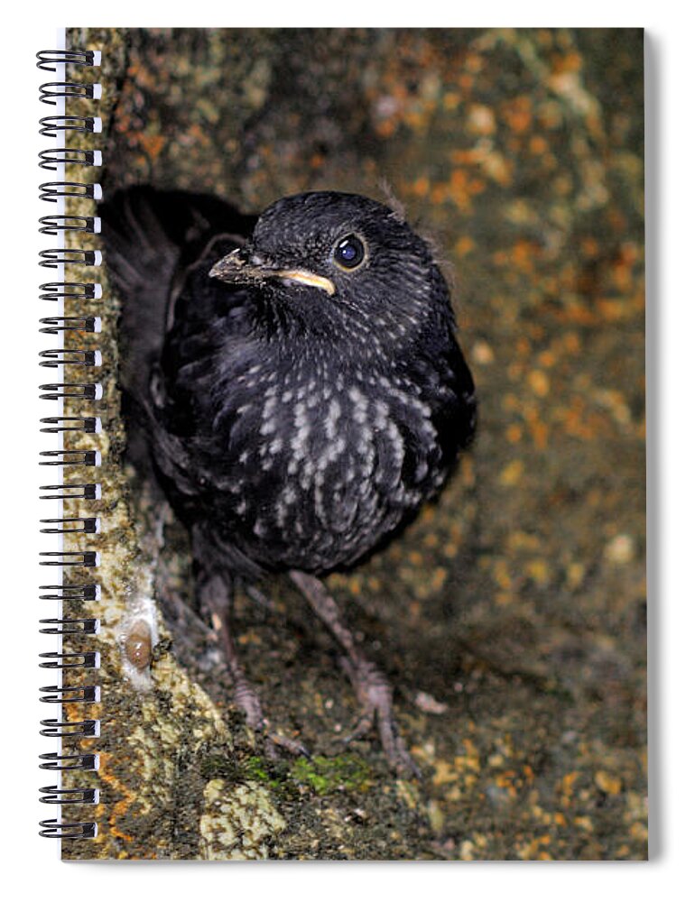 Wildlife Spiral Notebook featuring the photograph Sunda Whistling Thrush by Fletcher & Baylis