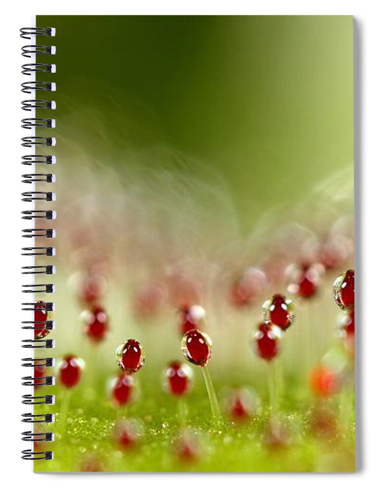 Sundew Spiral Notebook featuring the photograph Sundew by Sharon Johnstone