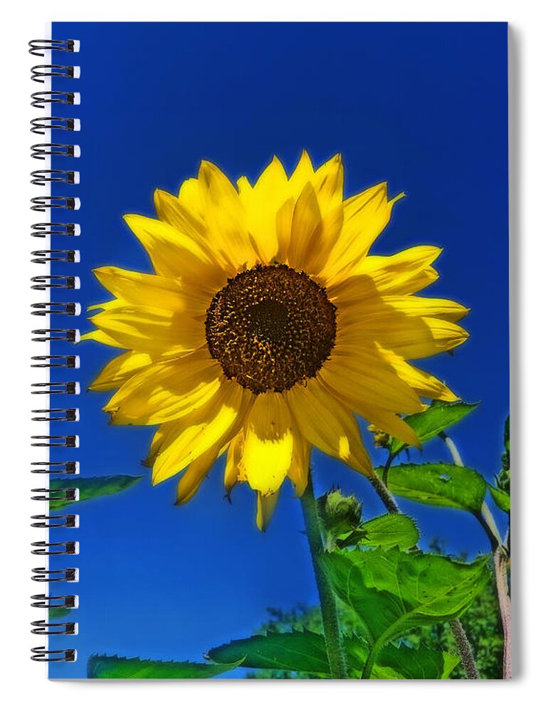 Sunflowers Spiral Notebook featuring the photograph Maize 'N Blue by Amanda Smith