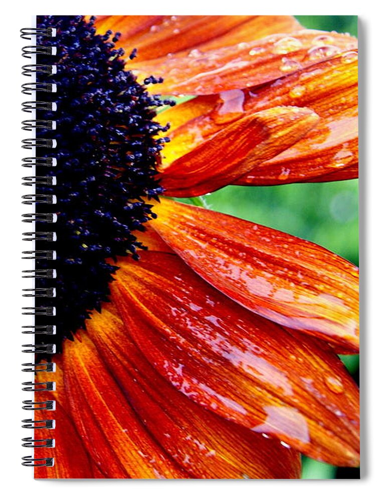 Sunflower Spiral Notebook featuring the photograph Sunflower and Raindrops by Beth Collins