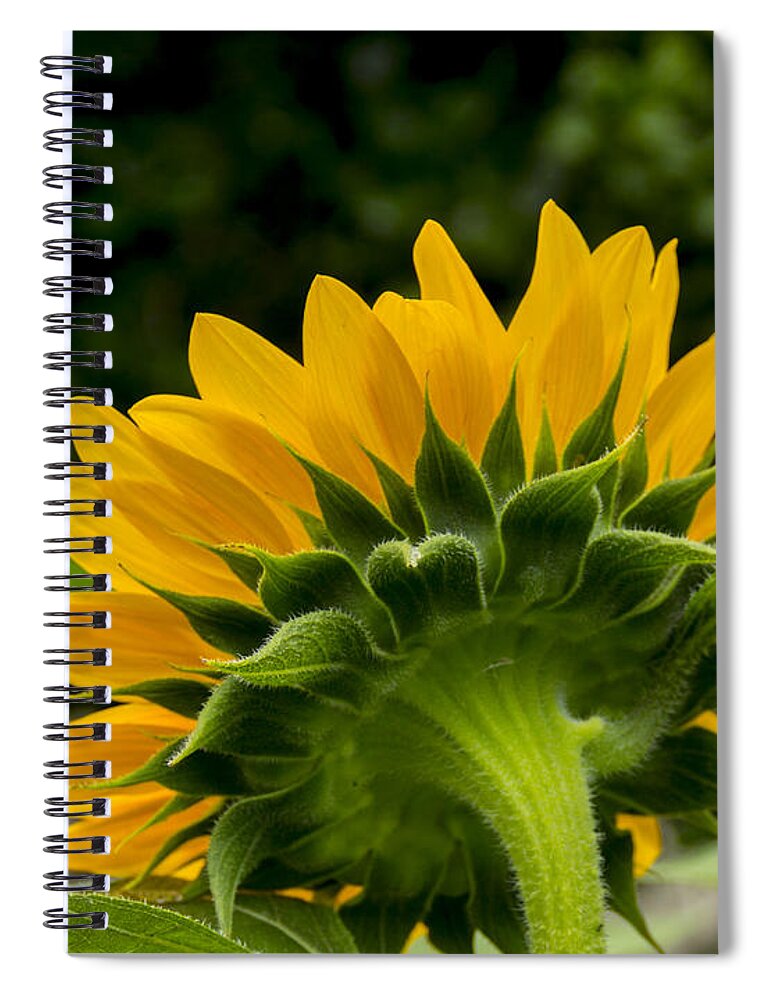 Flower Spiral Notebook featuring the photograph Sunflower Back by Allen Nice-Webb