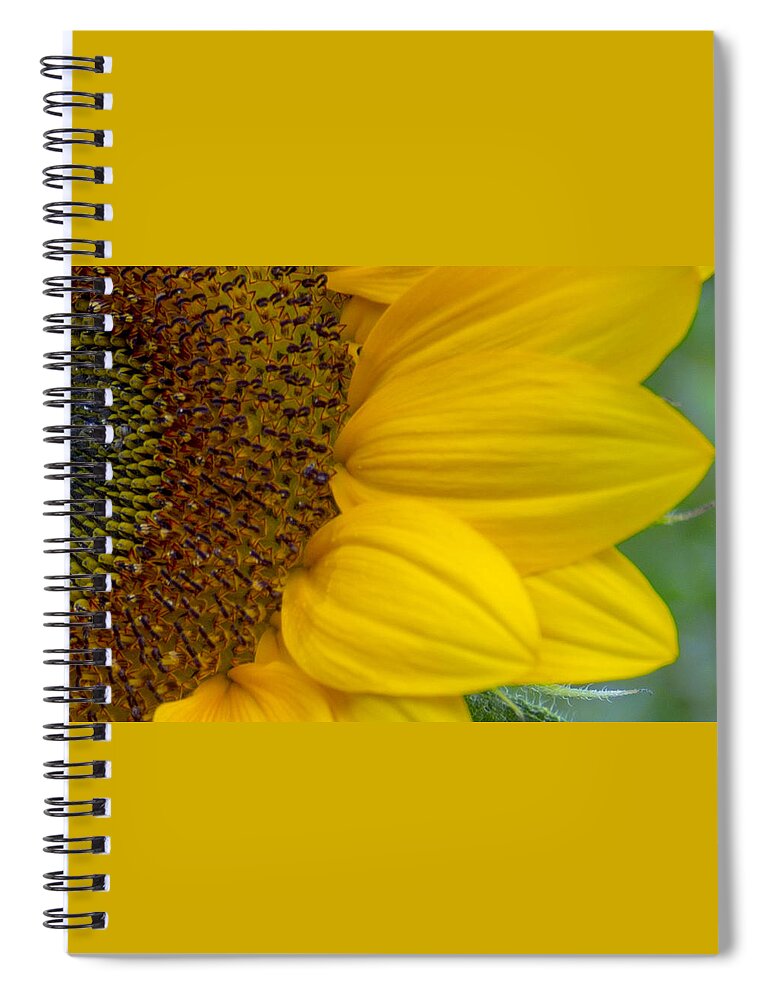 Flower Spiral Notebook featuring the photograph Sunflower Closeup by Allen Nice-Webb