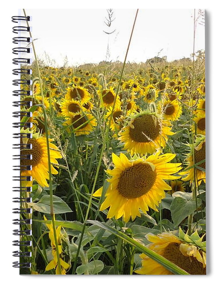 Sunflowers Spiral Notebook featuring the photograph Sunflower Field by John Lyes