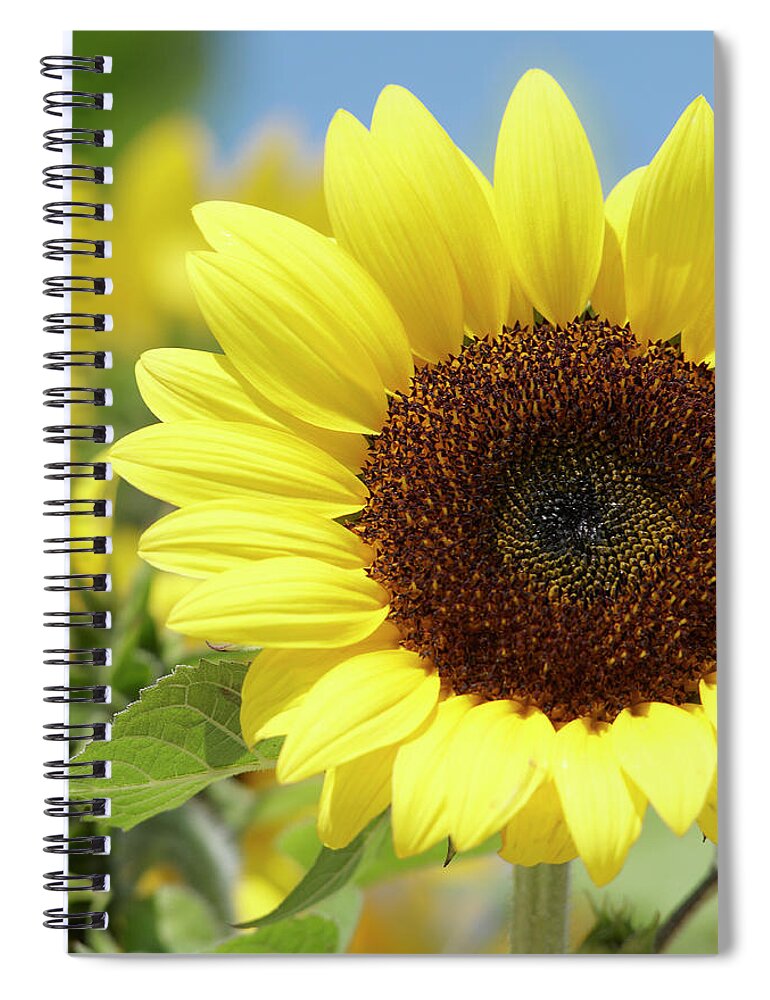 Sunflower Spiral Notebook featuring the photograph Sunflower by Garden Gate