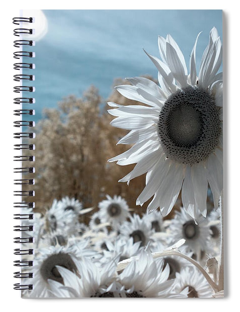 Ir Infra Red Infrared Waelength Outside Outdoors Nature Natural Sky Flower Flowers Botany Sun Sunflower Sunflowers 720nm 720 Nanometers Nanometer Brian Hale Brianhalephoto Farm Spiral Notebook featuring the photograph Sunflower Infrared by Brian Hale