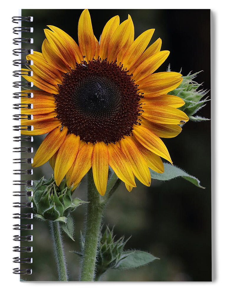 Sunflower Spiral Notebook featuring the photograph Sunflower by John Moyer