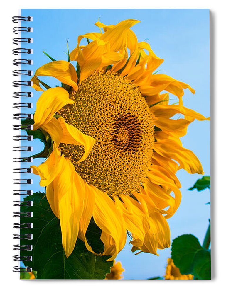 Sunrise Spiral Notebook featuring the photograph Sunflower Morning #2 by Mindy Musick King