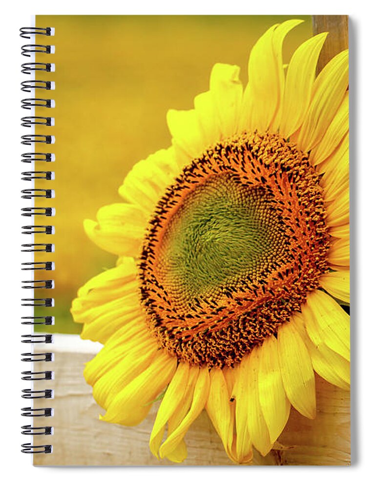 Sunflower Spiral Notebook featuring the photograph Sunflower on the Fence by Eleanor Abramson
