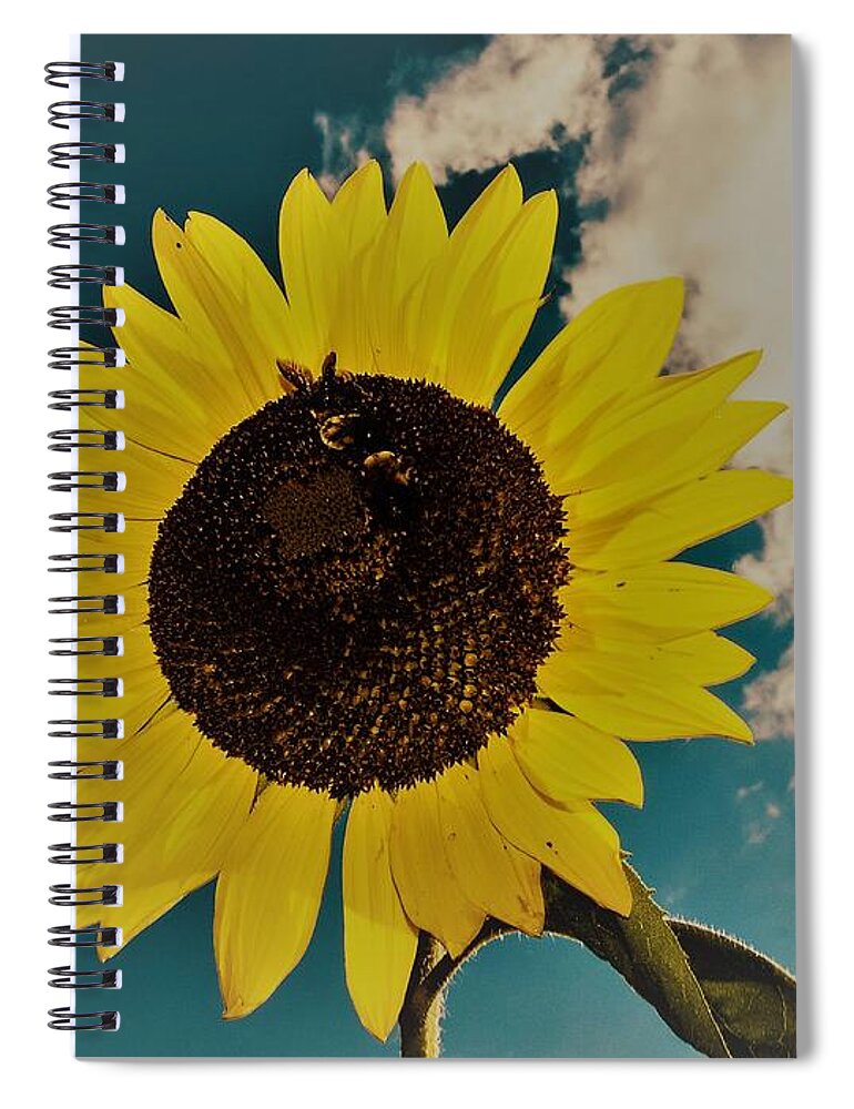 Sun Spiral Notebook featuring the photograph Sunflower by Randy Sylvia