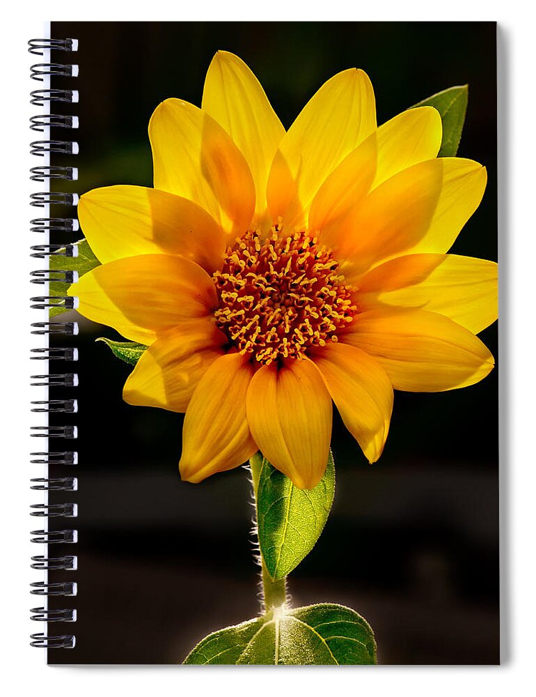 Sunflower Photo Spiral Notebook featuring the photograph Sunflower Sunbeam Print by Gwen Gibson