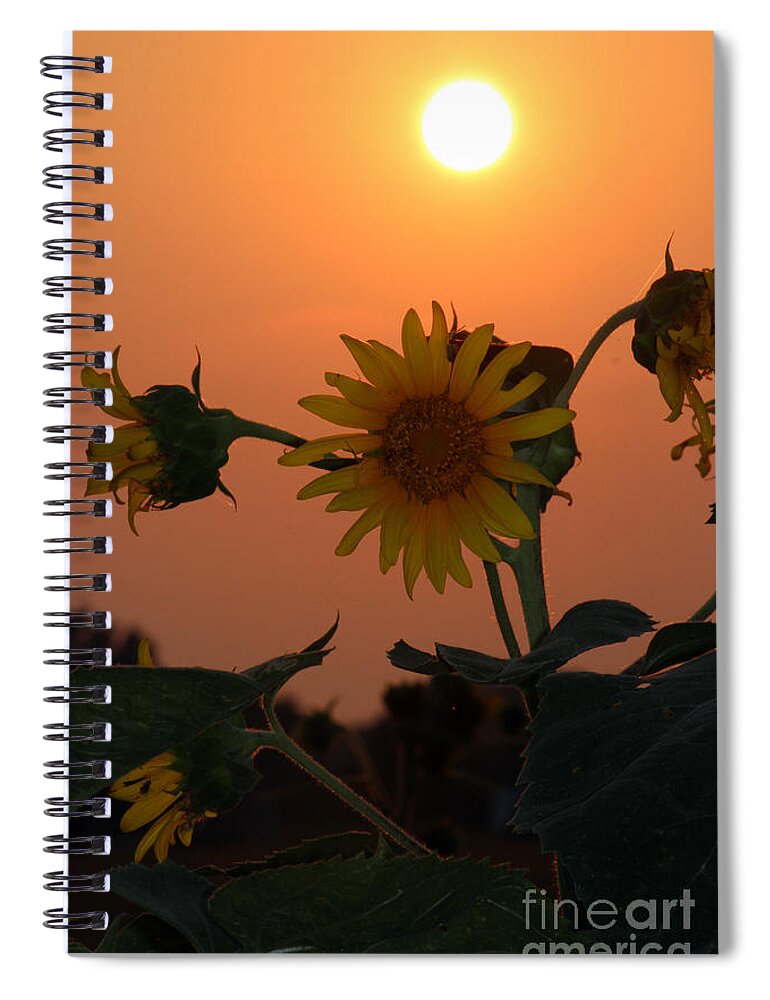 Sunflower Shots Spiral Notebook featuring the photograph Sunflowers At Sunset by Kathy White