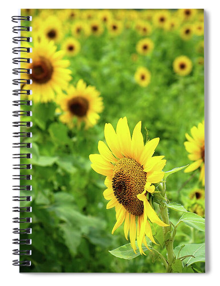 Sunflowers Spiral Notebook featuring the photograph Sunflowers in Memphis IV by Veronica Batterson
