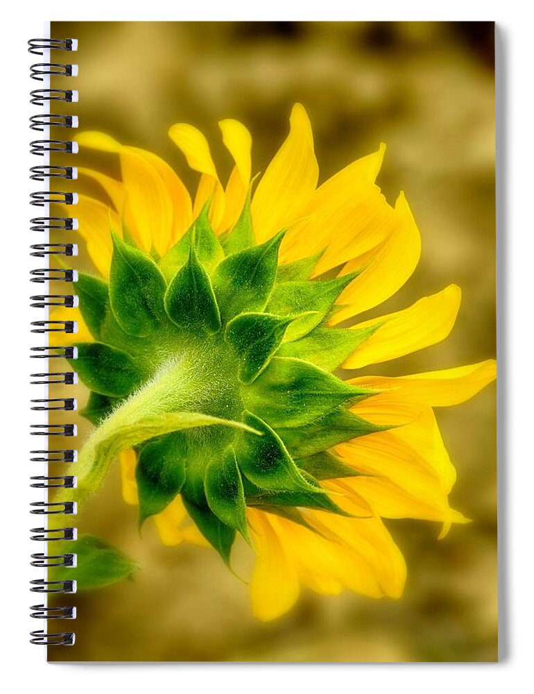 Beautiful Spiral Notebook featuring the photograph Sunflowers by Tricia Marchlik
