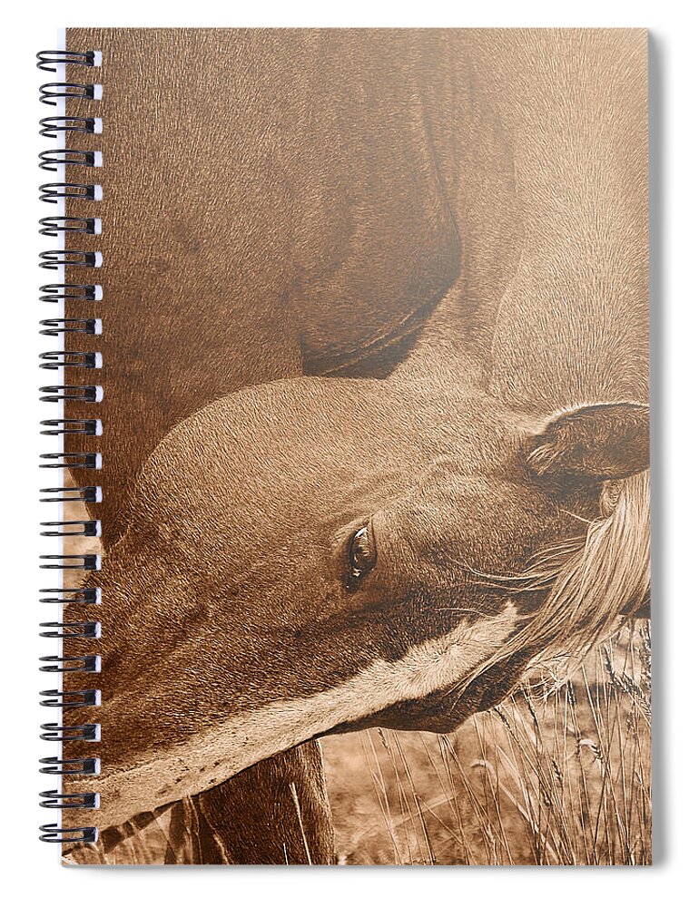 Graceful Spiral Notebook featuring the photograph Sunlight and Grace by Amanda Smith
