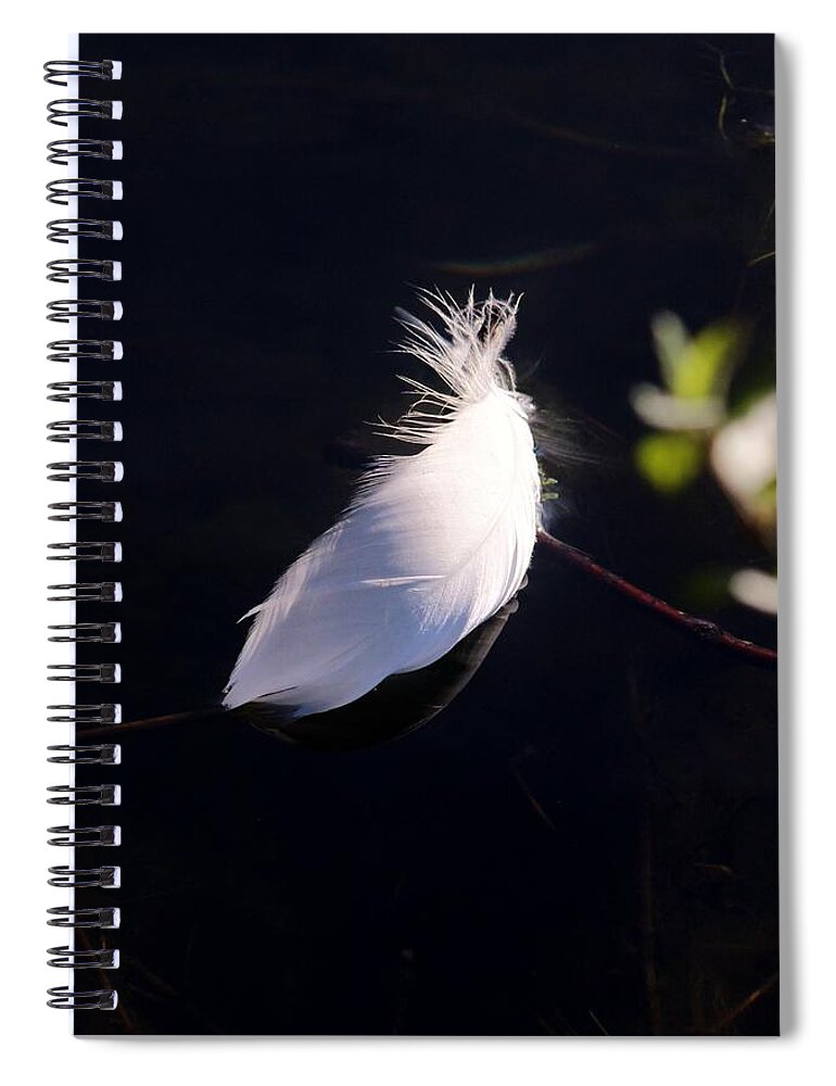 Karen Silvestri Spiral Notebook featuring the photograph Sunlit Feather by Karen Silvestri