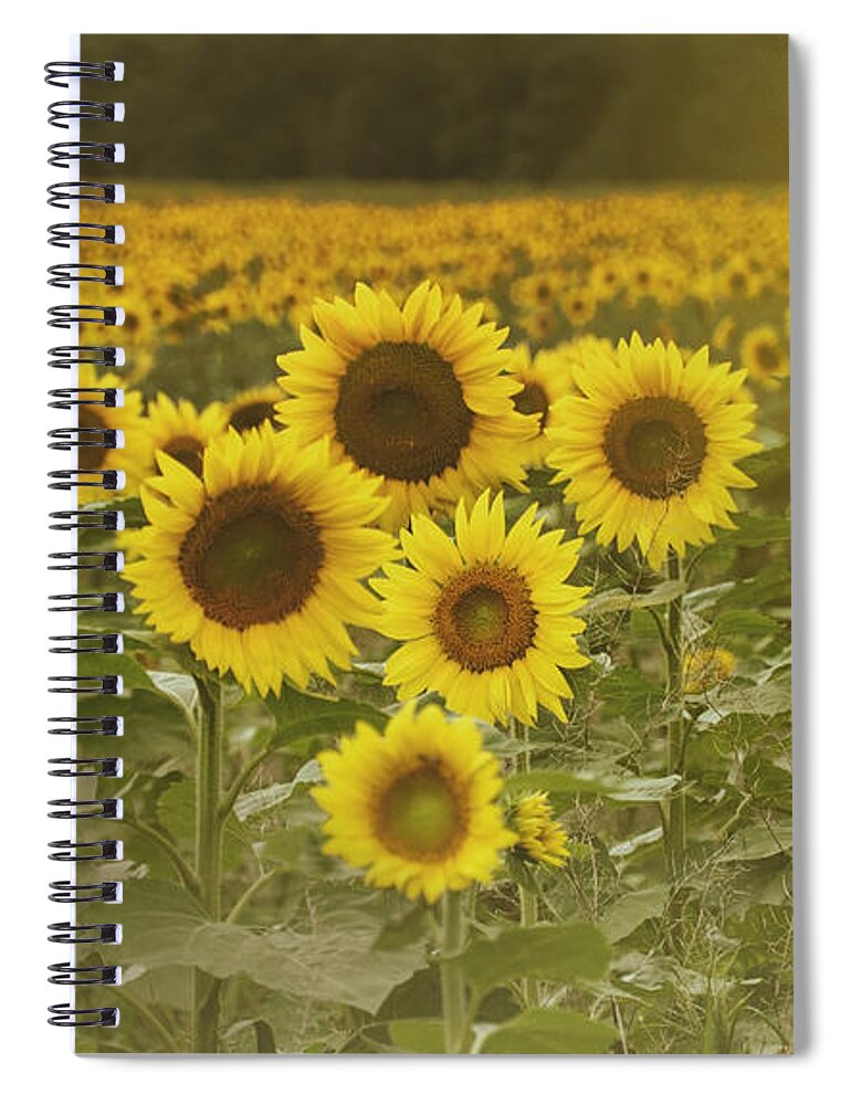 (calm Or Still) Spiral Notebook featuring the photograph Sunlit field of Sunflowers by Debra Fedchin