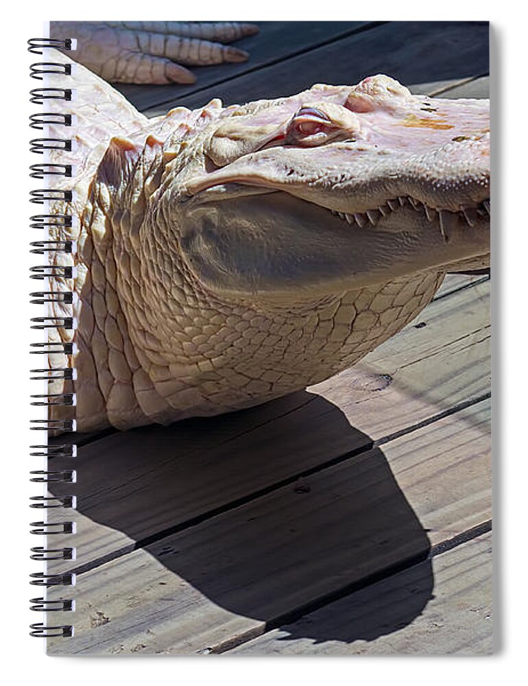 Wildlife Spiral Notebook featuring the photograph Sunning Albino Alligator by Kenneth Albin