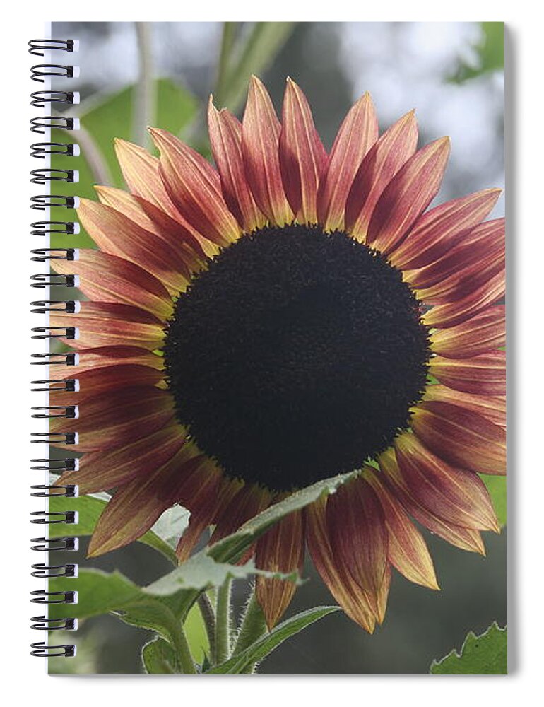 Sunflower Spiral Notebook featuring the photograph Sunny Face by Wendy Coulson
