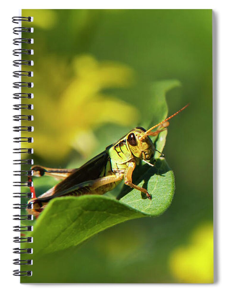 Grasshopper Spiral Notebook featuring the photograph Green Grasshopper by Christina Rollo