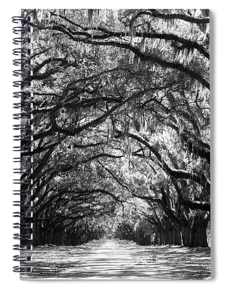 Live Oaks Spiral Notebook featuring the photograph Sunny Southern Day - Black and White by Carol Groenen