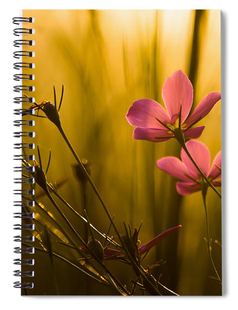 Flower Spiral Notebook featuring the photograph Sunset Beauties by Parker Cunningham