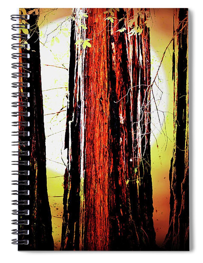Tree Spiral Notebook featuring the photograph Sunset Over The Old Redwoods . 7D5433 by Wingsdomain Art and Photography