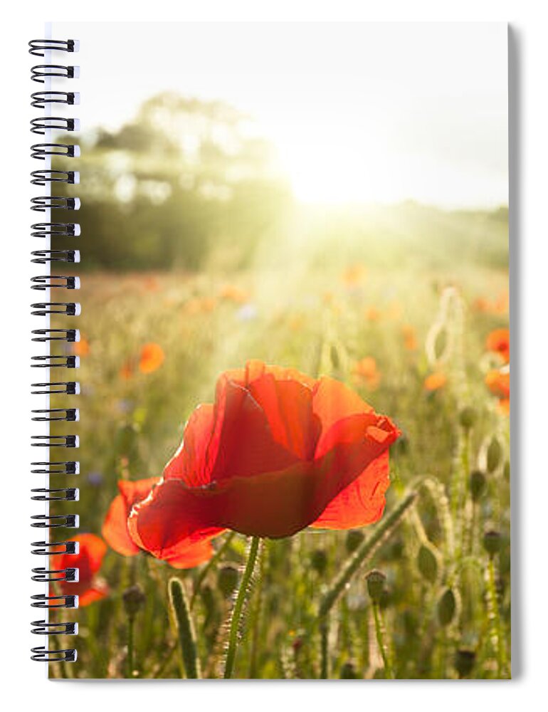 Poppies Spiral Notebook featuring the photograph Sunshine poppy field landscape by Simon Bratt