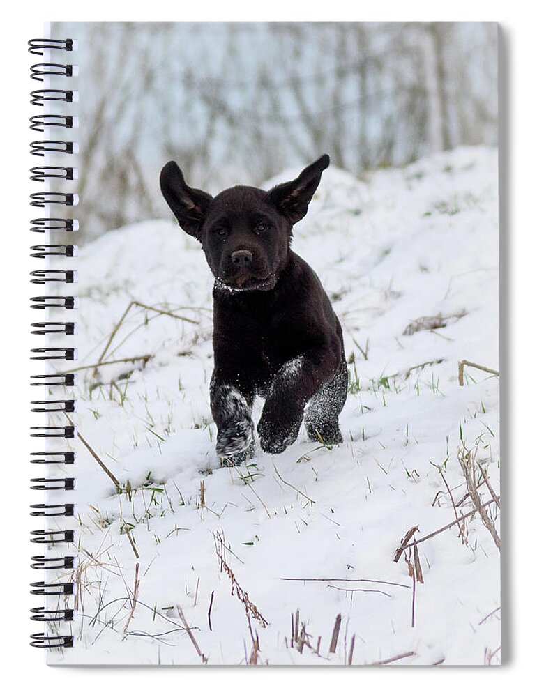 Pup Spiral Notebook featuring the photograph Super Pup by Holden The Moment