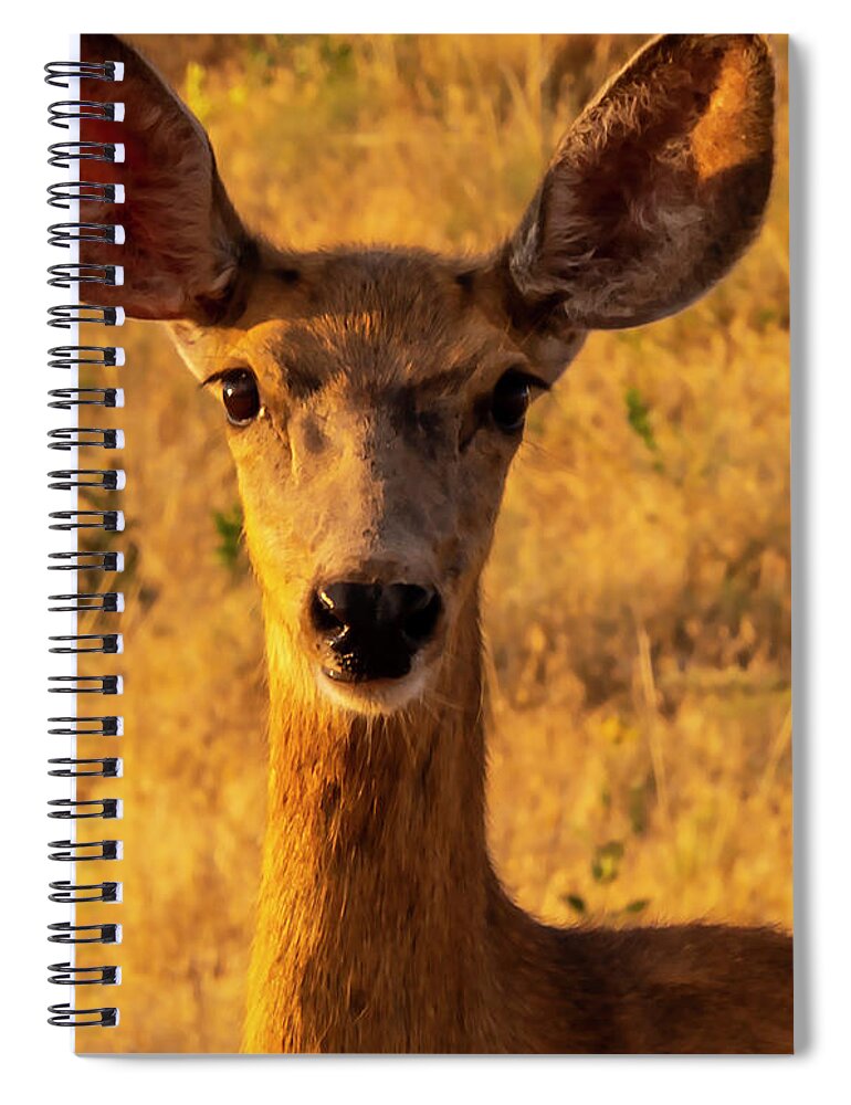 2018-07-18 Spiral Notebook featuring the photograph Suprise by Phil And Karen Rispin