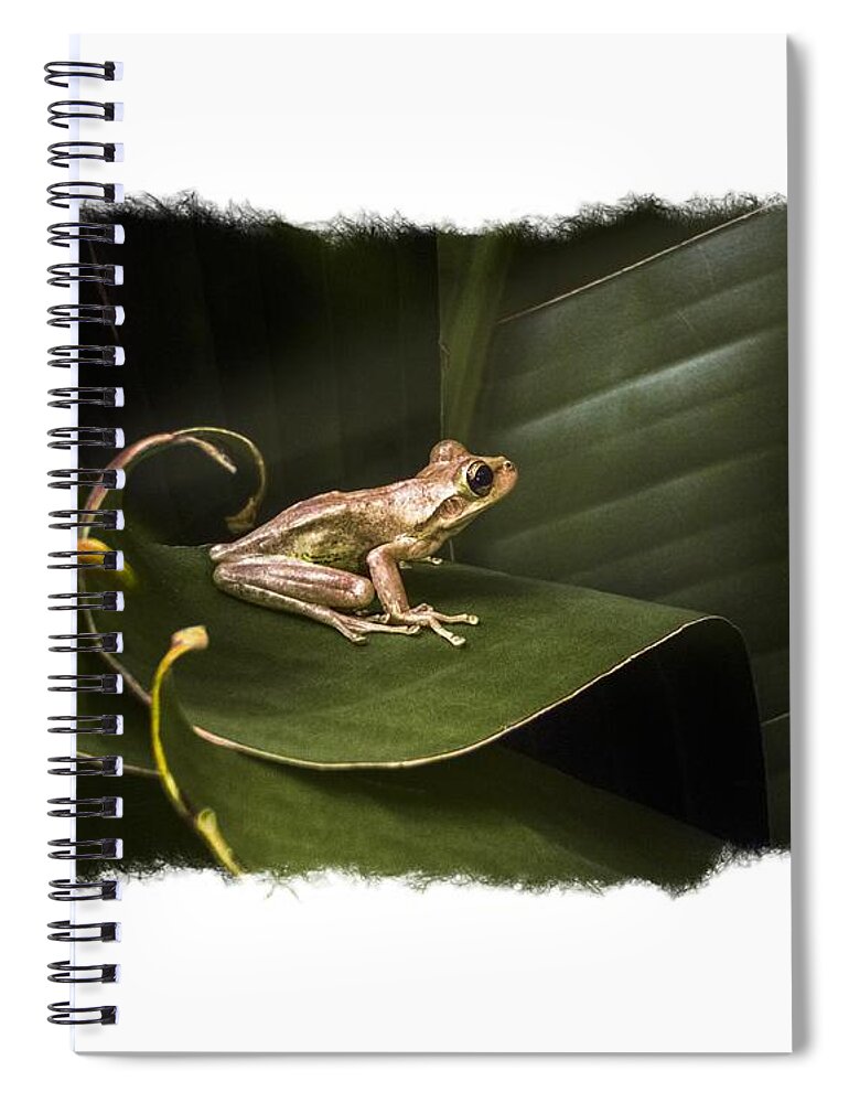 Frog Spiral Notebook featuring the photograph Surfing the Wave Bordered by Debra and Dave Vanderlaan