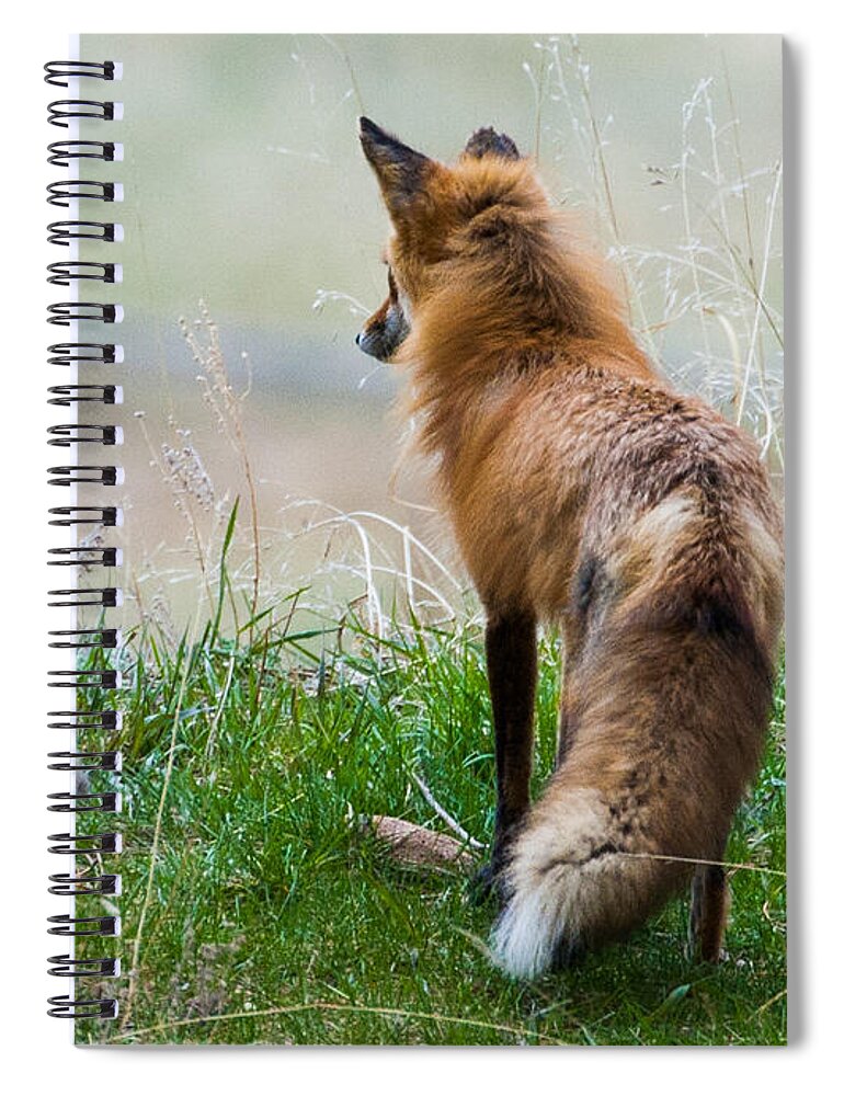 Red Fox Spiral Notebook featuring the photograph Surveying Her Domain by Mindy Musick King