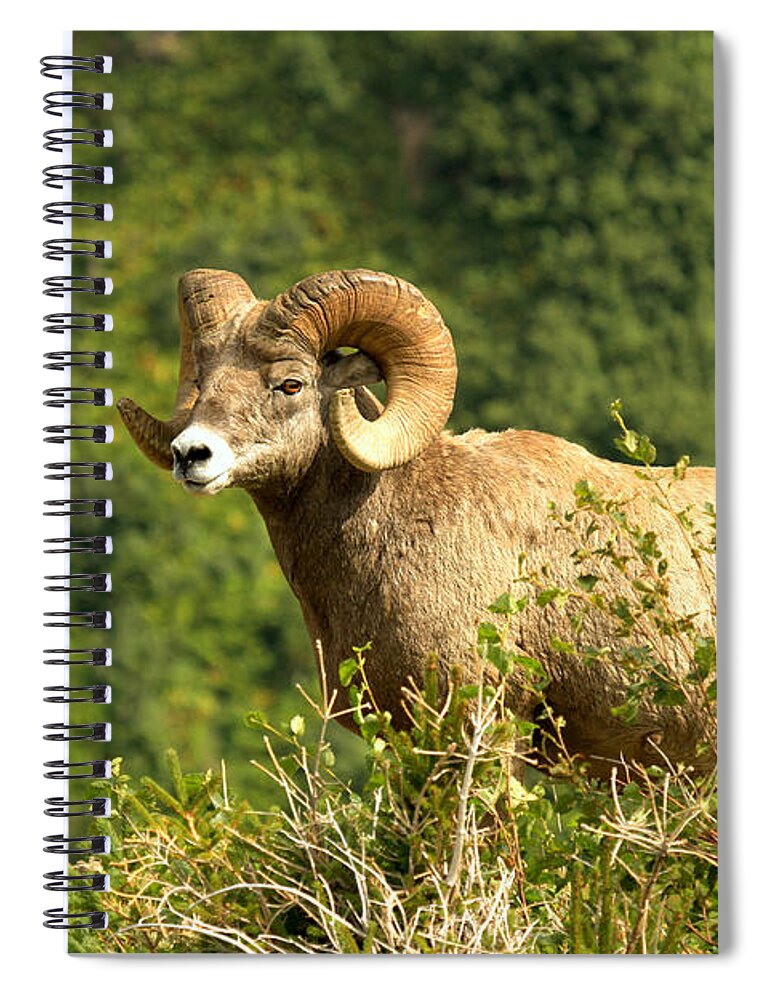 Bighorn Spiral Notebook featuring the photograph Surveying The Swiftcurrent Lanscape by Adam Jewell