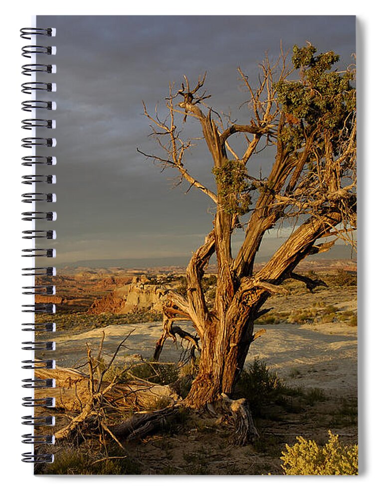 Landscape Spiral Notebook featuring the photograph Survivor by DArcy Evans