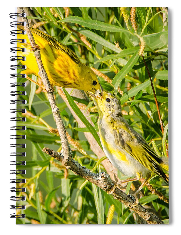Bird Spiral Notebook featuring the photograph Sushi for the Family by Wild Fotos
