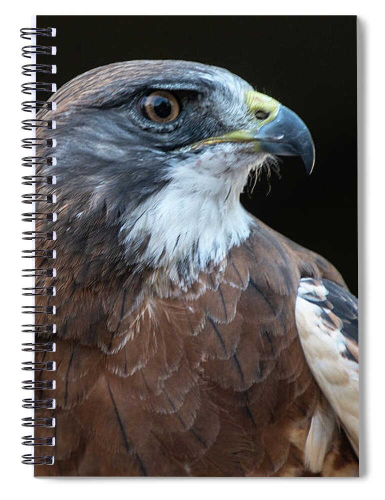 Swainson's Hawk Spiral Notebook featuring the photograph Swainson's Hawk Portrait by Stephen Johnson