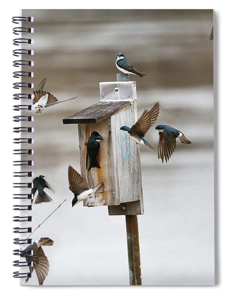 Swallows Spiral Notebook featuring the photograph Swallows by John Meader