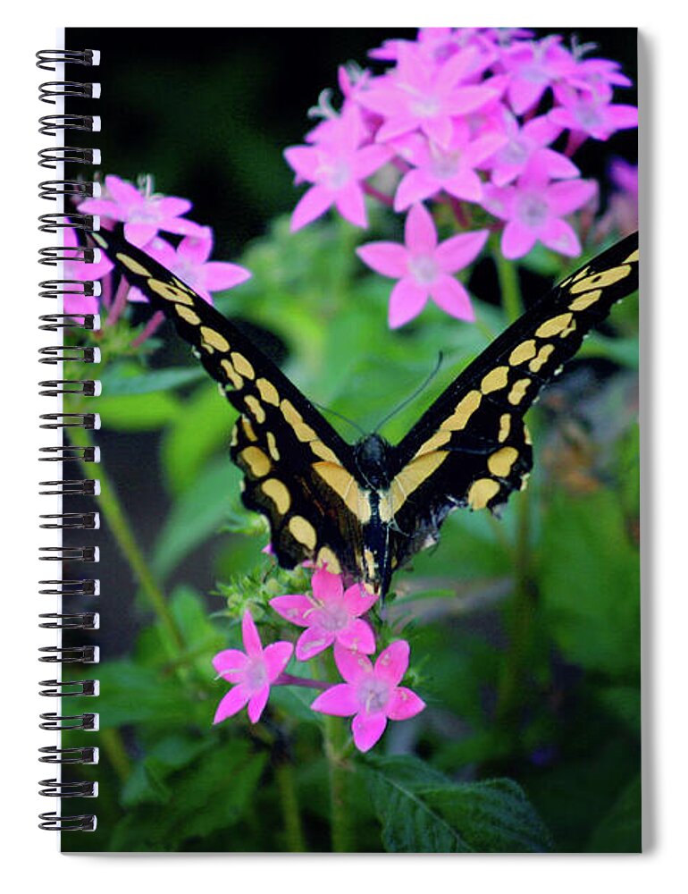 Butterfly Spiral Notebook featuring the photograph Swallowtail Butterfly rests on pink flowers by Toni Hopper