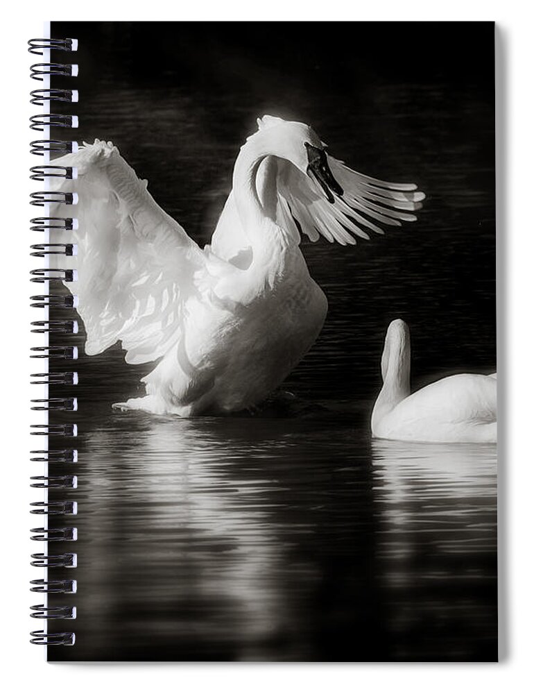 Animals Spiral Notebook featuring the photograph Swan Display by Rikk Flohr