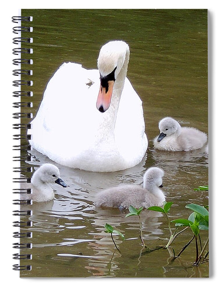 Swans Spiral Notebook featuring the photograph Swan Lake 1 by Bill Holkham