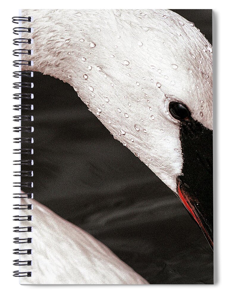 Jean Noren Spiral Notebook featuring the photograph Swan Neck by Jean Noren