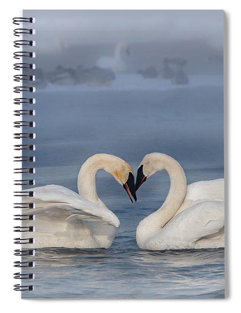 Swans Spiral Notebook featuring the photograph Swan Valentine - Blue by Patti Deters