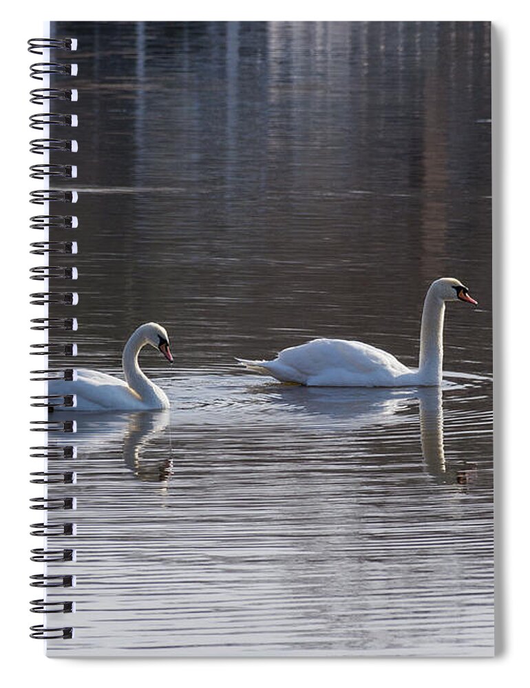 Birds Spiral Notebook featuring the photograph Swans by ChelleAnne Paradis