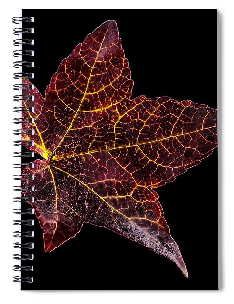 Jean Noren Spiral Notebook featuring the photograph Sweet Gum Leaf on Black by Jean Noren by Jean Noren