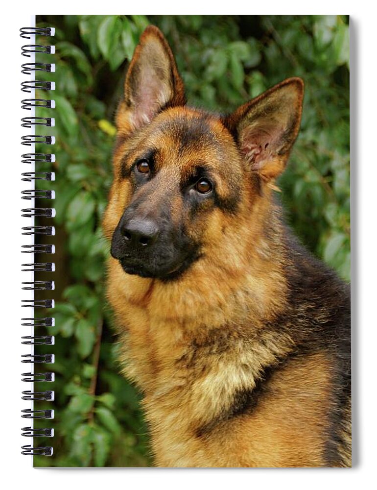 German Shepherd Spiral Notebook featuring the photograph Sweet Ida by Sandy Keeton