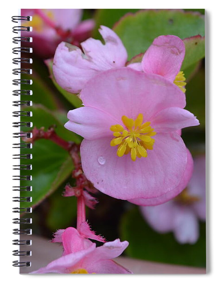 Flower Spiral Notebook featuring the photograph Sweet Little Pink Flower by Stacie Siemsen