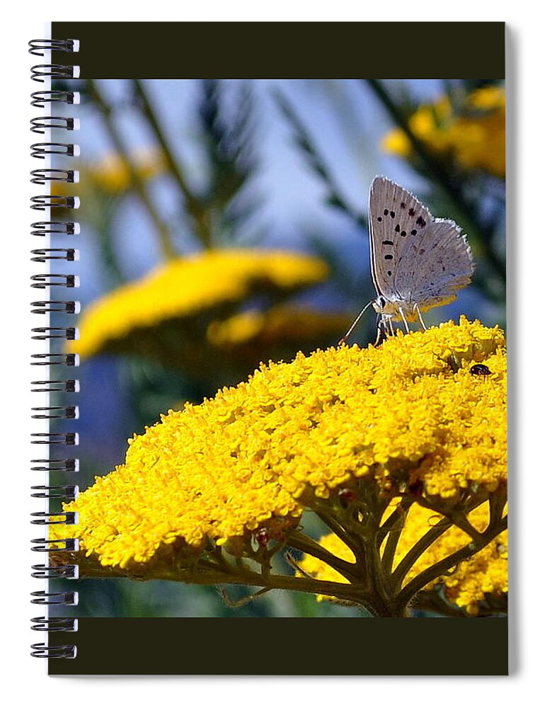 Floral Spiral Notebook featuring the photograph Yarrow's Sweet Nectar by Emerita Wheeling